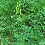 Aconitum lycoctonumOther