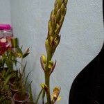 Govenia superba Flower