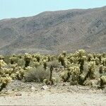 Cylindropuntia bigelovii عادت