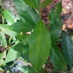 Citharexylum montevidense Hoja