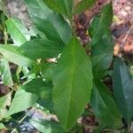 Citharexylum montevidense Leaf