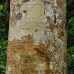 Julbernardia seretii Corteza