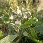 Nonea vesicaria Hoja