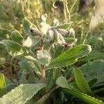 Nonea vesicaria Blatt