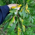 Salix lucida Leaf