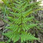 Dryopteris carthusiana برگ