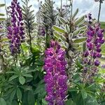 Lupinus × regalis Λουλούδι