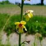 Verbascum blattariaBlodyn