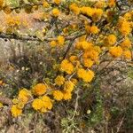 Acacia caven Blüte