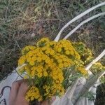 Tanacetum vulgareКвітка