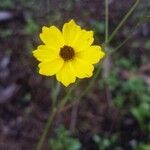 Coreopsis leavenworthii Flower