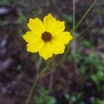 Coreopsis leavenworthii Flor