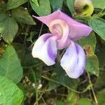 Vigna speciosa Flower