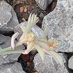 Anigozanthos flavidus Květ