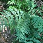 Dryopteris intermediaList