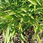 Agapanthus umbellatus Leaf