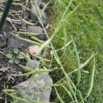 Brassica rapa Fruit