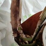 Cattleya jenmanii Bark