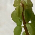 Peperomia nivalis Leaf