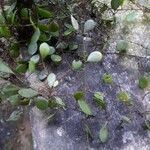 Pyrrosia piloselloides Blatt