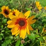 Helianthus debilis Blatt