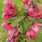 Malus × floribunda Leaf