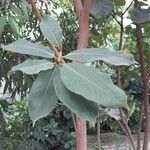 Ficus rubiginosa برگ