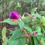 Rhynchanthera grandiflora Leaf