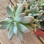 Dudleya greenei 叶