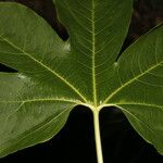 Gyrocarpus jatrophifolius Liść