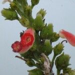 Kohleria tubiflora Fruit