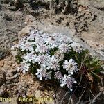 Iberis procumbens Habitat