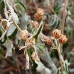 Gutenbergia boranensis Fruit