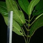 Lasianthus panamensis Ostatní