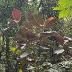 Miconia calvescens Leaf