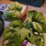 Monstera adansonii葉