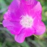 Callirhoe involucrata Fiore