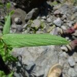 Trichodesma indicum Blatt