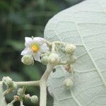 Solanum hazenii Virág