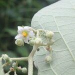 Solanum hazenii Кветка