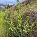 Scolymus hispanicus Habitus