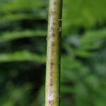 Dryopteris pentheri Blatt