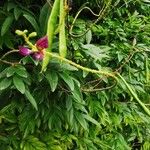 Millettia japonica Flower