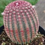 Echinocereus rigidissimusLeaf