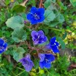 Phacelia campanularia 花