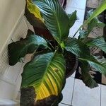 Spathiphyllum blandum Leht