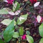 Euonymus americanus 葉