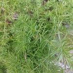 Asparagus densiflorus पत्ता