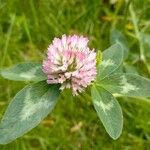 Trifolium pratenseCvet