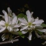 Amelanchier utahensis Virág